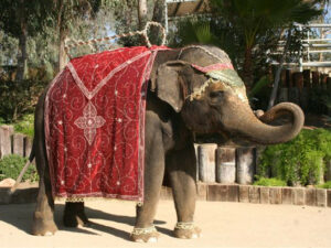 bridezilla wedding elephant