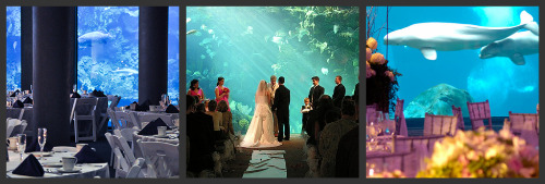 Aquarium weddings Aquarium weddings
