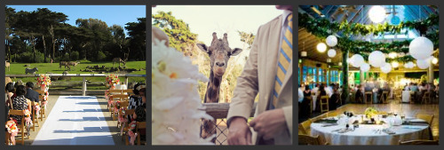 Zoo weddings Zoo weddings
